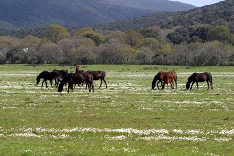 Maremma horse
