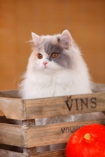 British Longhair