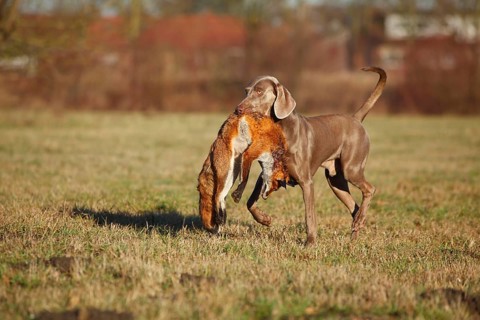 Weimaraner