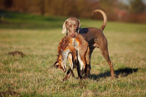Weimaraner