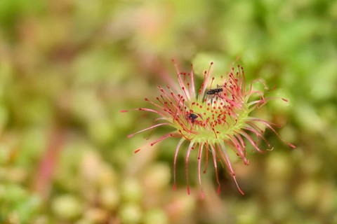 Common sundew