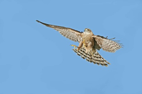 European Sparrowhawk