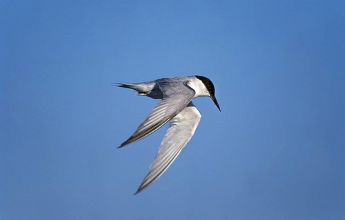 Damara tern