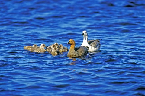 Kelp goose