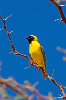 Southern Masked Weaver