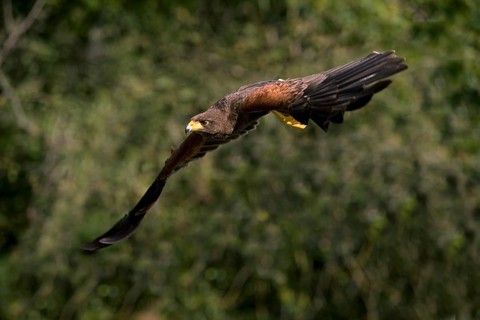 Harris's hawk