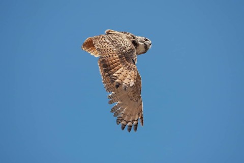 Cape Eagle Owl