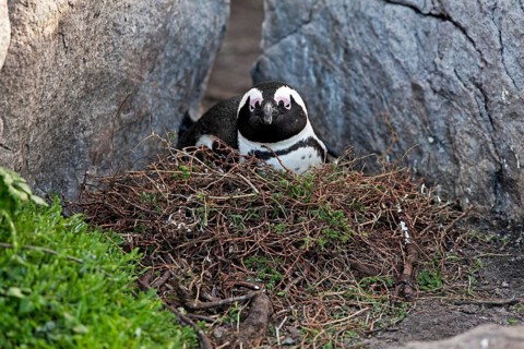 Gentoo penguin or African penguin
