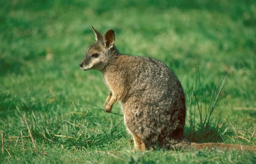 Parma Wallaby