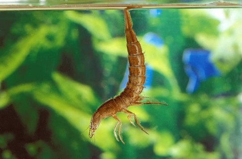 GREAT DIVING BEETLE