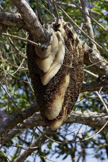 Swarm of wild bees hanging from a branch