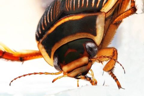Great Diving Beetle