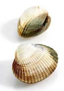 Common Cockle