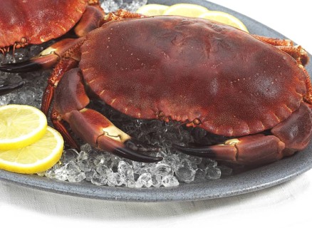 Edible Crab