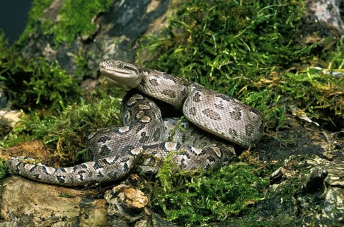 Argentine rainbow boa