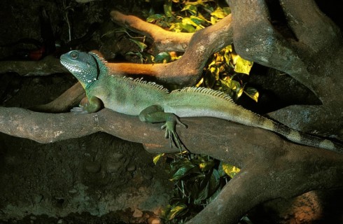 Chinese Green water dragon