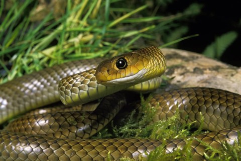 Indo-Chinese ratsnake