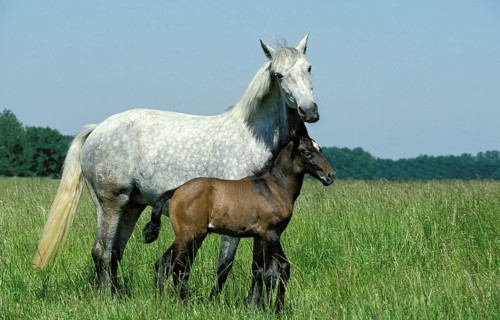Lusitano horse