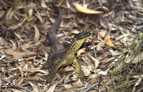 Yellow-Spotted Monitor