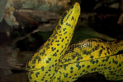 YELLOW ANACONDA