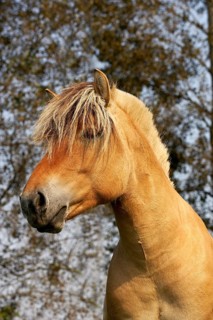 NORWEGIAN FJORD HORSE