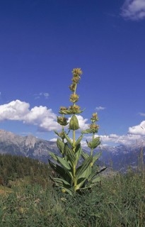 Yellow Gentian
