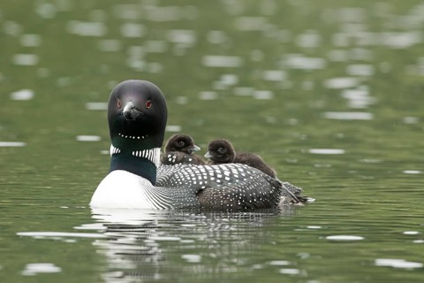 Common loon