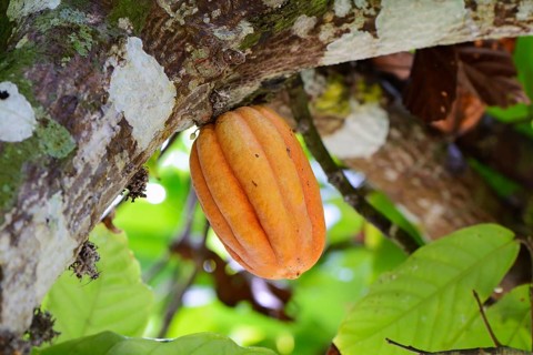 Cocoa fruit on a tree