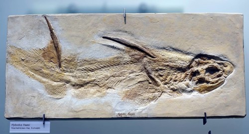 Fossilisation of a spinyback shark