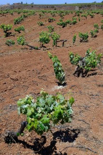 Old vines in the Orotava Valley
