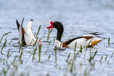 Common shelduck