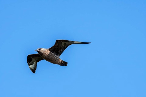 Great skua