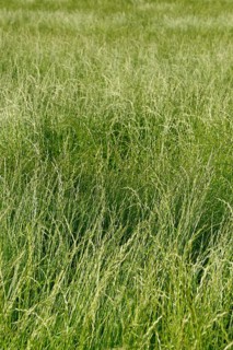 Field with perennial ryegrass
