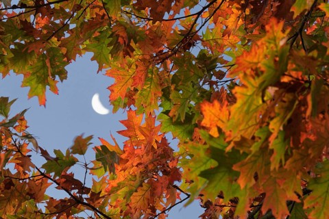 Autumn Northern red oak