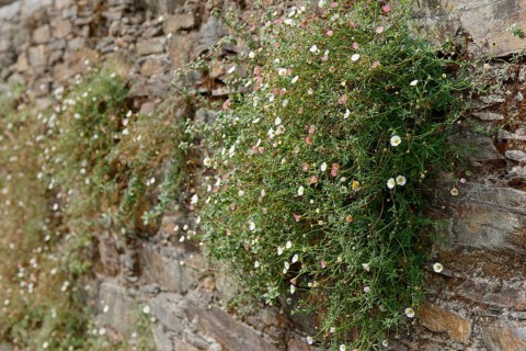 Mexican fleabane