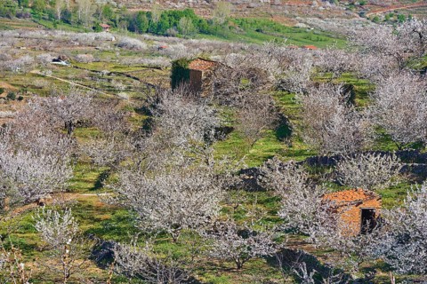 Cherry trees