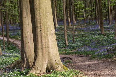 Bluebells