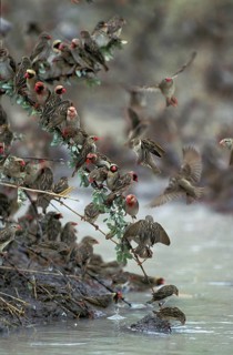 Red-Billed Quelea