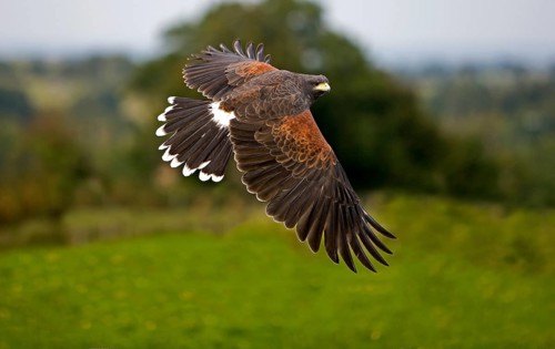 Harris's hawk