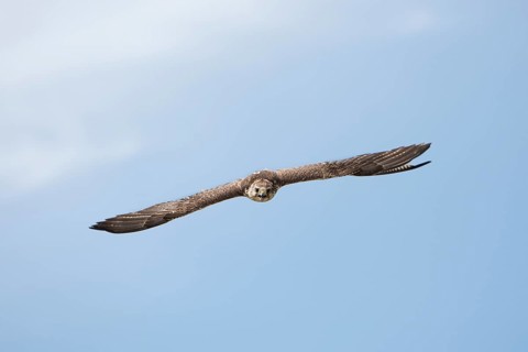 Saker falcon
