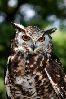 Cape Eagle Owl