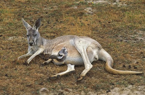 Red kangaroo
