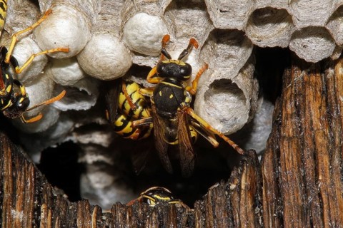 Common Wasp