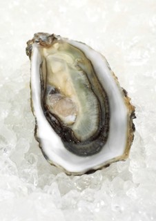 French oyster