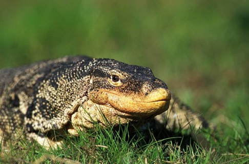 Water Monitor