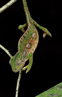 Jeweled chameleon