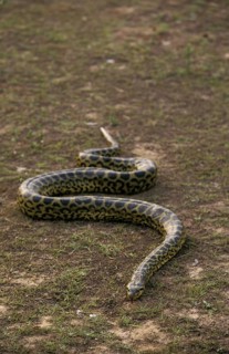 Green common anaconda