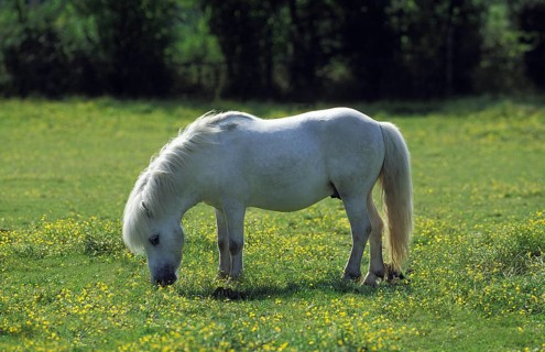SHETLAND PONY