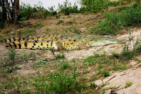 Orinoco Crocodile