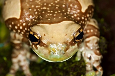 AMAZON MILK FROG